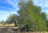 Terreno no urbanizable en venta en la España, el Perelló, ref: TR131778 foto