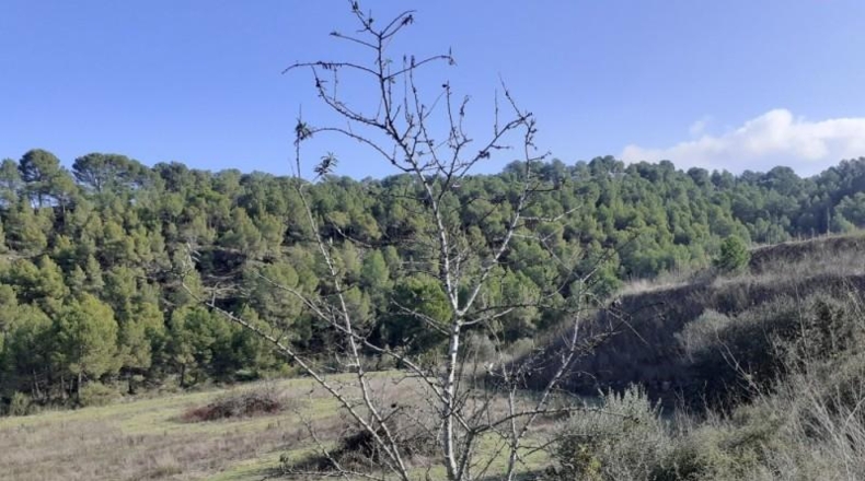 Tarragona - Ginestar - 1m2