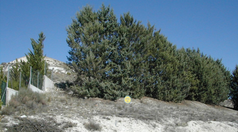 Segovia - Cuéllar - 777m2