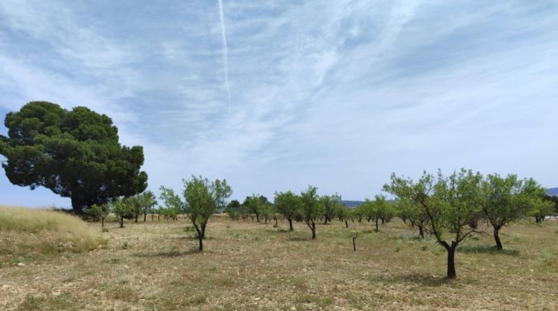 Albacete - Almansa - 16000m2