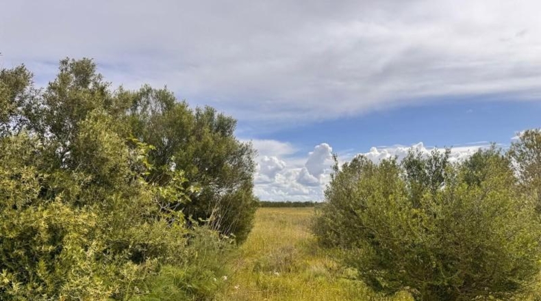 Balearic Islands - Santa Eugènia - 2116m2