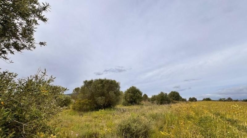 Balearic Islands - Santa Eugènia - 2116m2