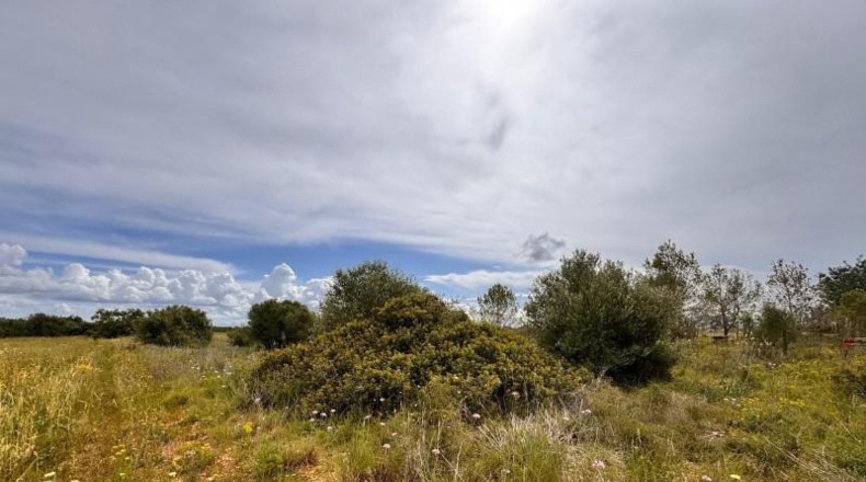 Balearic Islands - Santa Eugènia - 2116m2