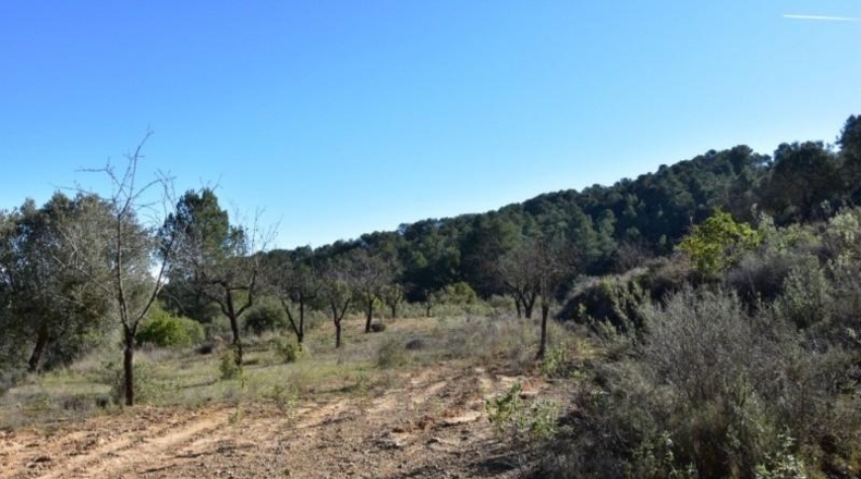 Teruel - Arens de Lledó - 33400m2