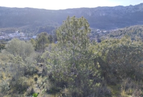 Foto 19