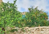 Non-developable land for sale on España, Xixona, ref: TR126772 photo