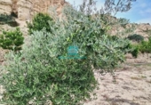 Non-developable land for sale on España, Xixona, ref: TR126772 photo