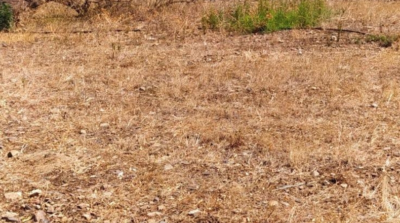 Tarragona - Riudecanyes - 10823m2