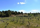 Xalet independent amb terreny en venda a la España, Vall-de-roures, ref.: TR293589 foto