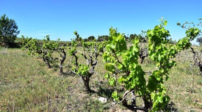 Теруэль - Vall-de-roures - 23795m2