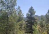 Xalet independent amb terreny en venda a la España, la Portellada, ref.: TR303865 foto