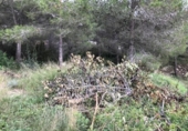 Terreno no urbanizable en venta en la España, Canyelles, ref: TR113766 foto