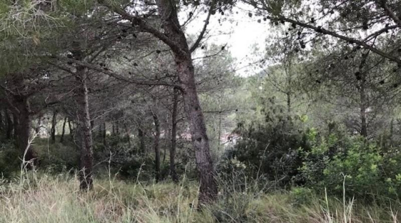 Barcelona - Canyelles - 474m2