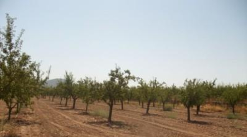 Alicante - Monóvar - 20000m2