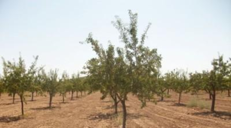Alicante - Monóvar - 20000m2