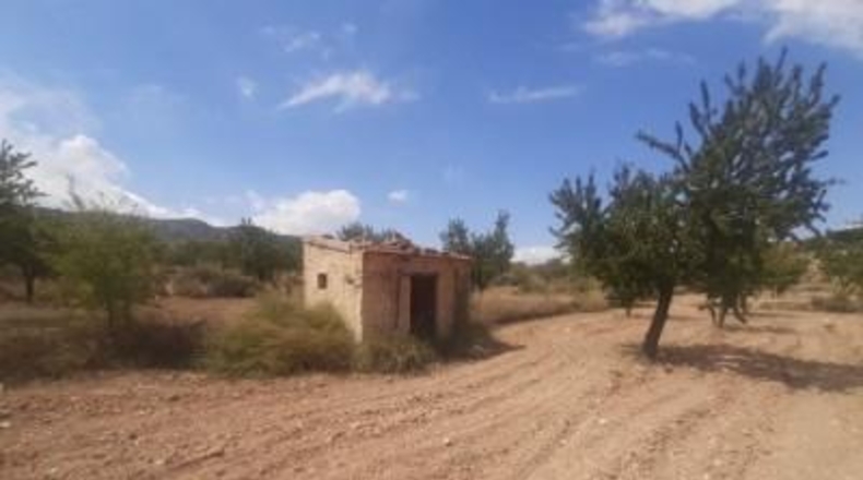 Alicante - Monóvar - 16000m2