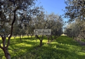 Terreno no urbanizable en venta en la España, Móra d'Ebre, ref: TR362425 foto
