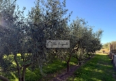 Terreno no urbanizable en venta en la España, Móra d'Ebre, ref: TR362425 foto