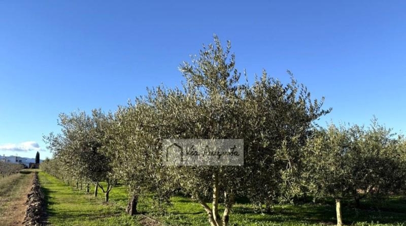 Tarragona - Móra d'Ebre - 2643m2