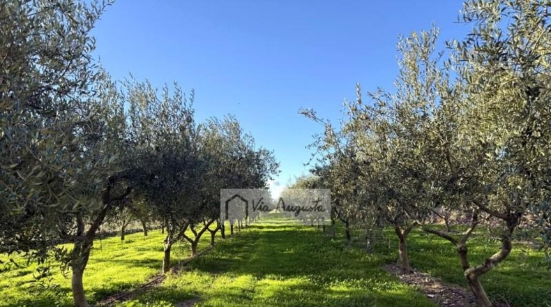 Tarragona - Móra d'Ebre - 2643m2