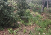 Suelo urbano en venta en la España, Alfauir, ref: TR314217 foto