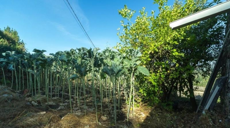 Понтеведра - Cerdedo - 678m2
