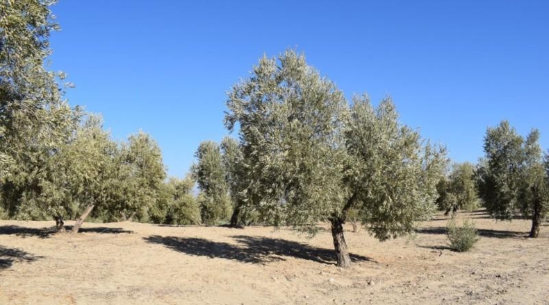 Granada - Villa de Otura - 15000m2