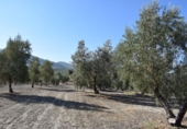 Земля на продажу у города Villa de Otura Фото