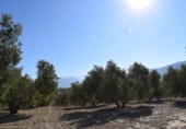 Земля на продажу у города Villa de Otura Фото