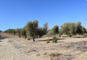 Земля на продажу у города Villa de Otura Фото