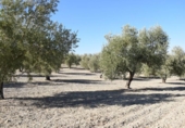 Земля на продажу у города Villa de Otura Фото