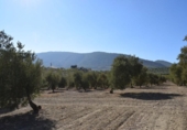 Земля на продажу у города Villa de Otura Фото