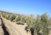 Земля на продажу у города Villa de Otura Фото