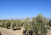 Земля на продажу у города Villa de Otura Фото