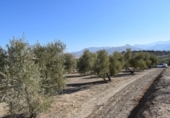 Земля на продажу у города Villa de Otura Фото