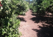 Casa amb terreny en venda a la España, Encinarejo de Córdoba, ref.: TR300777 foto