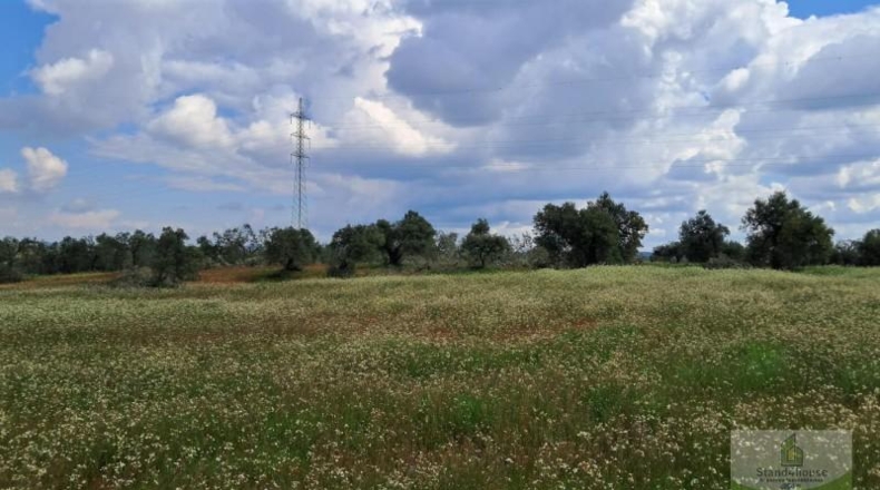 Huelva - Almonte - 33362m2