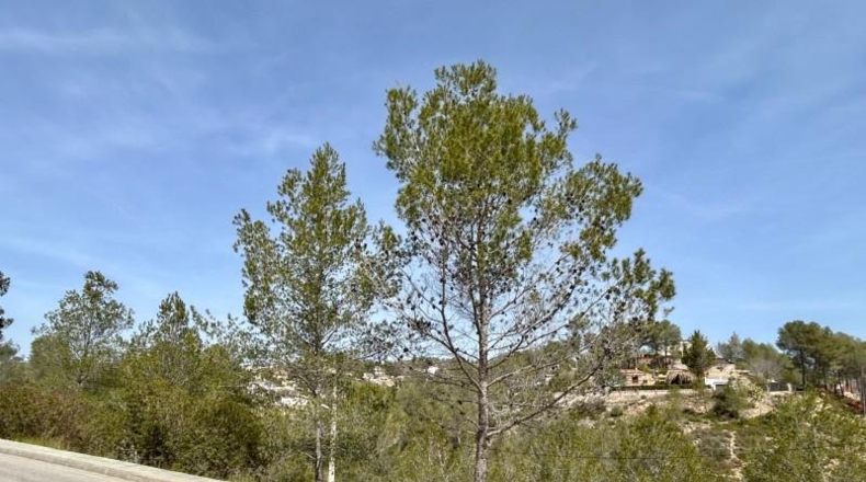 Barcelona - Olivella - 972m2