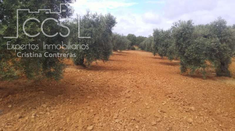 Huelva - Almonte - 23000m2