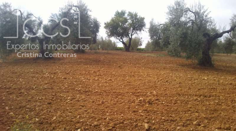 Huelva - Almonte - 23000m2
