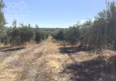 Terreno no urbanizable en venta en la España, Almonte, ref: TR132136 foto