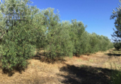 Terreno no urbanizable en venta en la España, Almonte, ref: TR132136 foto