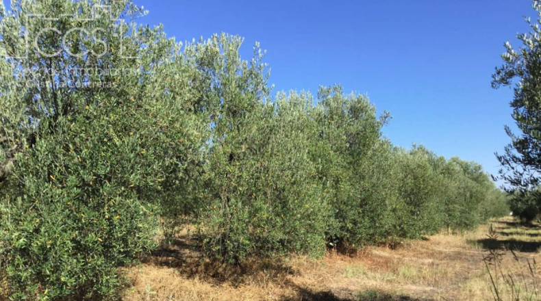 Huelva - Almonte - 20321m2