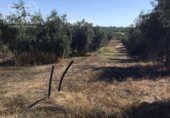 Terreno no urbanizable en venta en la España, Almonte, ref: TR132136 foto