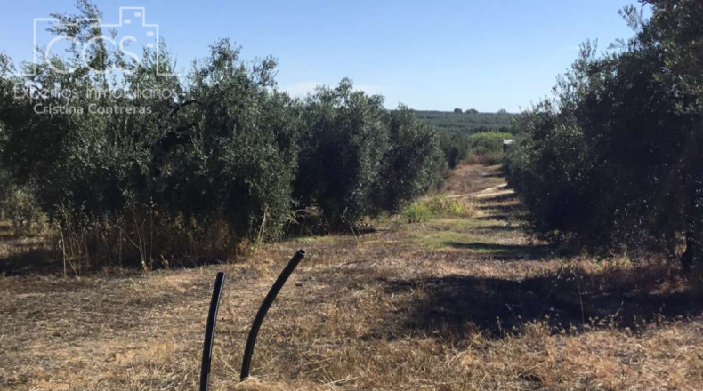 Huelva - Almonte - 20321m2