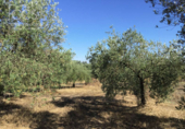 Terreno no urbanizable en venta en la España, Almonte, ref: TR132136 foto