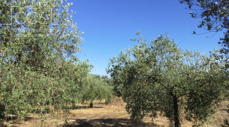 Huelva - Almonte - 20321m2