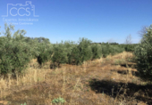 Terreno no urbanizable en venta en la España, Almonte, ref: TR132136 foto