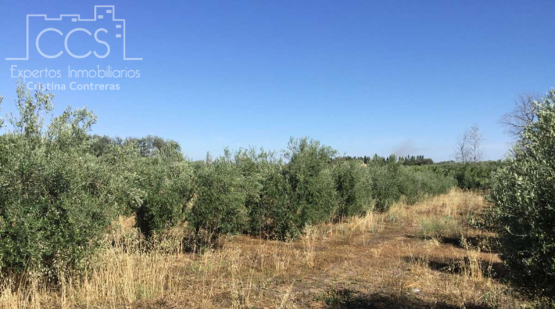 Huelva - Almonte - 20321m2