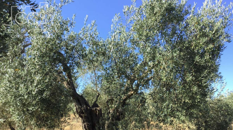 Huelva - Almonte - 20321m2